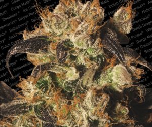 Paradise Seeds White Berry