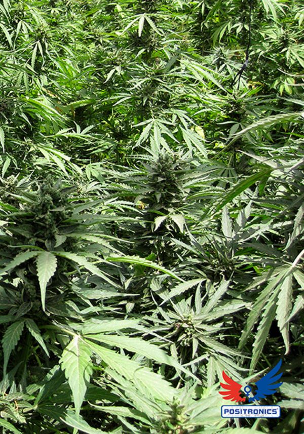 Afghan Express Positronics Nasiona marihuany