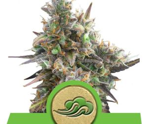 Royal Queen Seeds Royal Bluematic AUTO