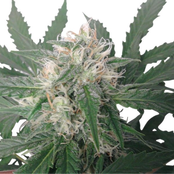 Royal Bluematic AUTO Royal Queen Seeds