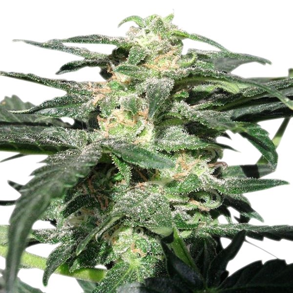 Royal Haze Automatic Royal Queen Seeds