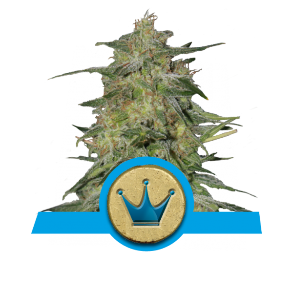 Royal Queen Seeds Royal Highness