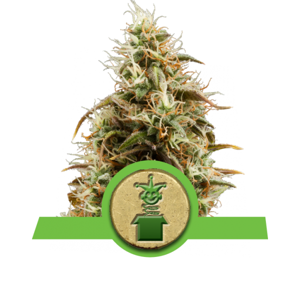 Royal Queen Seeds Royal Jack AUTOmatic