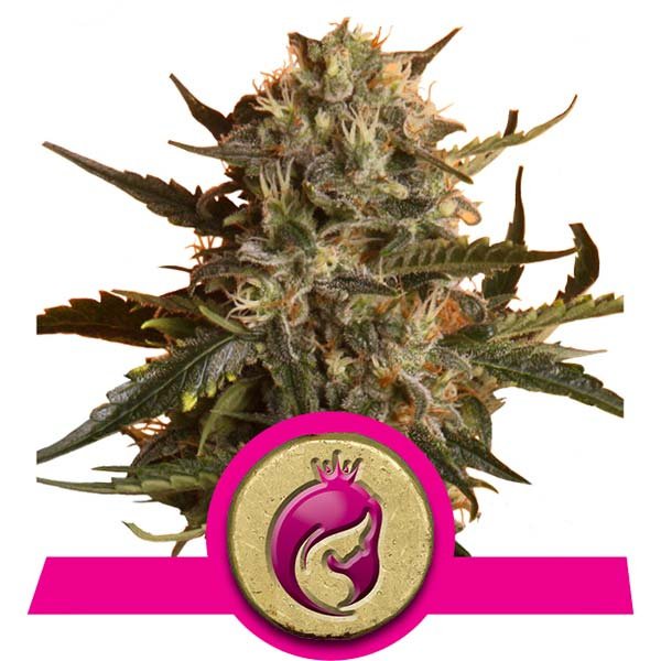 Royal Queen Seeds Mother Gorilla (Wcześniej Royal Madre)