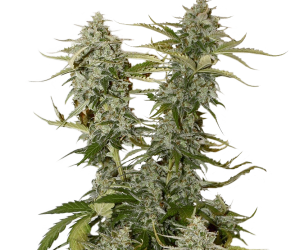 O.G Candy Dawg Kush  Seedstockers Nasiona marihuany 