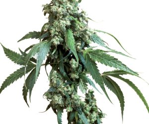 Jack Flash #5  Sensi Seeds Nasiona marihuany 