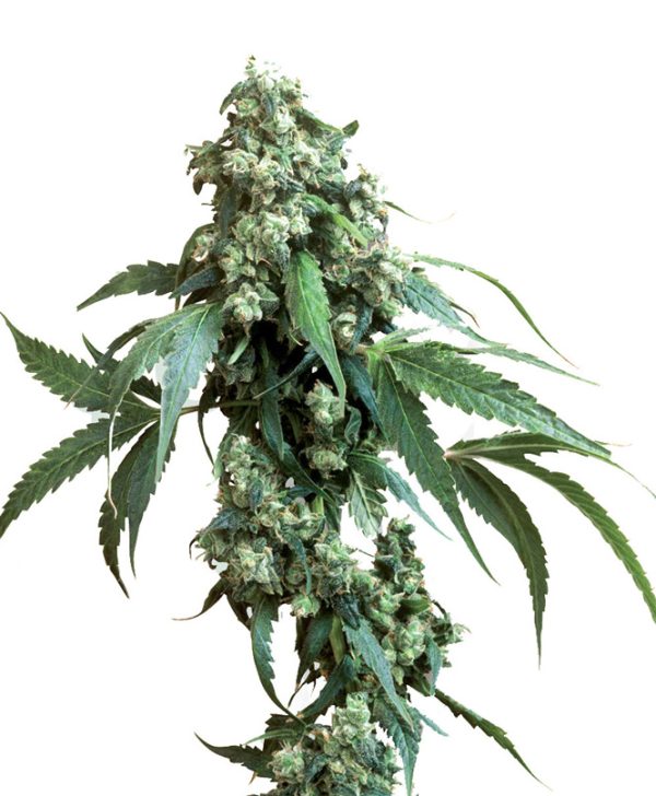 Jack Flash #5 Sensi Seeds Nasiona marihuany