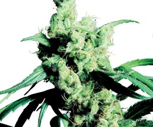 Silver Haze #9  Sensi Seeds Nasiona marihuany 