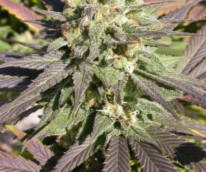 CBD Enriched Warlock  Serious Seeds Nasiona marihuany 