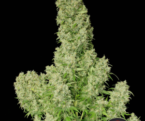 White Russian  Serious Seeds Nasiona marihuany 