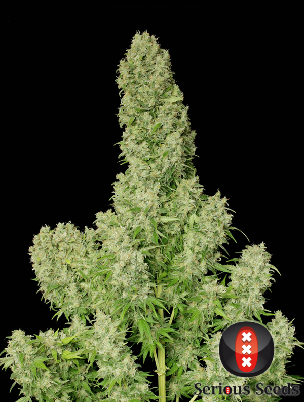 White Russian Serious Seeds Nasiona marihuany