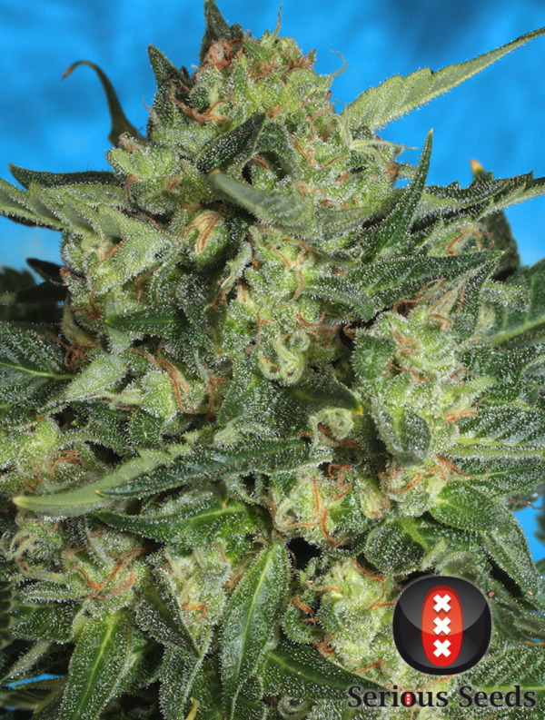 White Russian Auto Serious Seeds