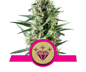 Special Kush 1  Royal Queen Seeds Nasiona marihuany 