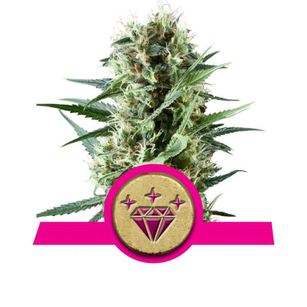 Royal Queen Seeds Special Kush 1