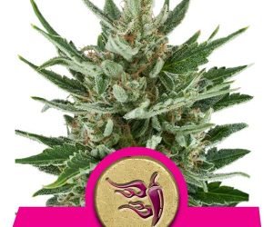 Speedy Chile (Fast Flowering)  Royal Queen Seeds Nasiona marihuany 