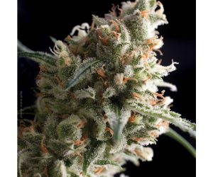 Super Hash  Pyramid Seeds Nasiona marihuany 