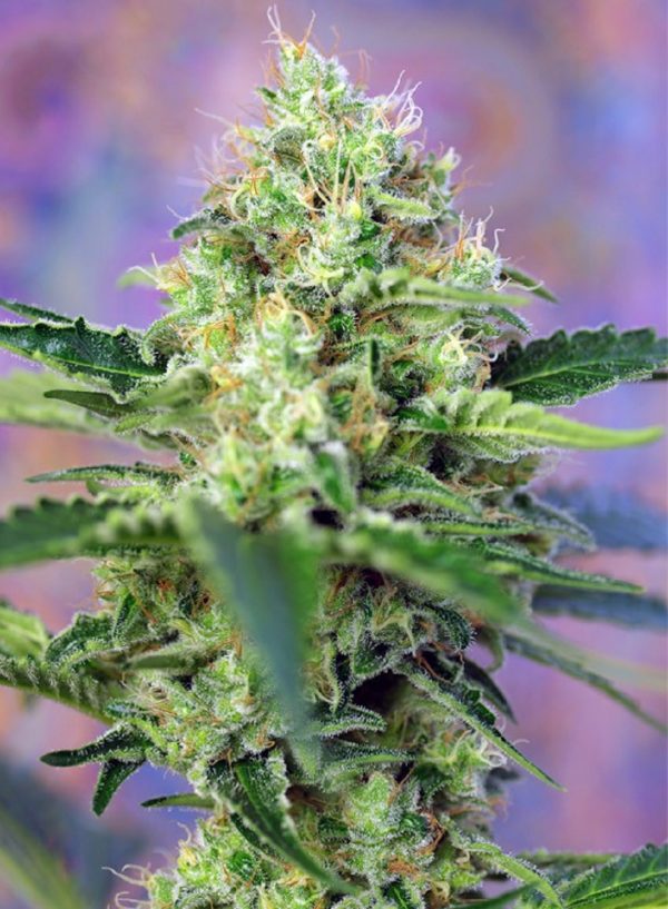Crystal Candy Sweet Seeds Nasiona marihuany