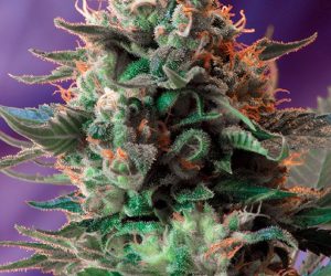 Jack 47  Sweet Seeds Nasiona marihuany 