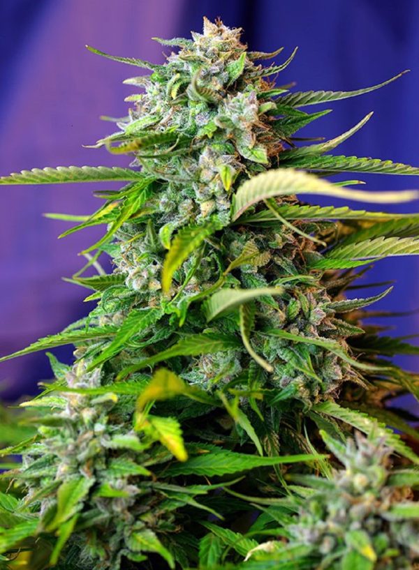 Jack 47 Auto Sweet Seeds Nasiona marihuany