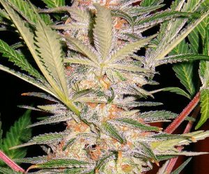 Sweet Seeds S.A.D. Sweet Afgani Delicious S1®