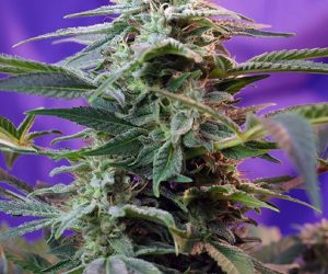 Sweet Special Auto  Sweet Seeds Nasiona marihuany 