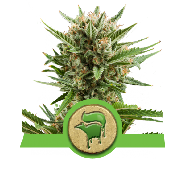 Sweet Skunk Automatic Royal Queen Seeds Nasiona marihuany