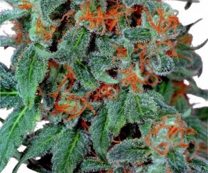 Orange Bud  Dutch Passion Nasiona marihuany 