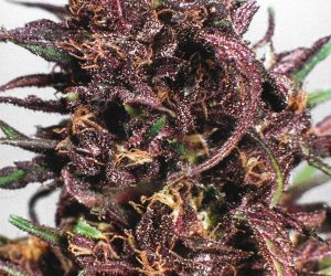 Purple #1  Dutch Passion Nasiona marihuany 
