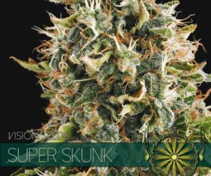 Vision Seeds Super Skunk