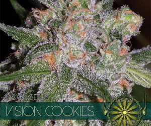 Vision Cookies  Vision Seeds Nasiona marihuany 