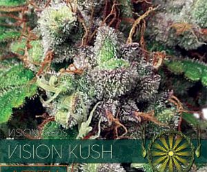 Vision Kush Auto  Vision Seeds Nasiona marihuany 