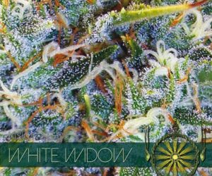 White Widow  Vision Seeds Nasiona marihuany 