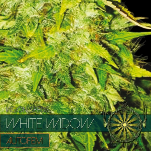 White Widow Auto Vision Seeds Nasiona marihuany