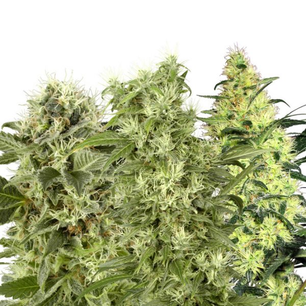 White Label Seed Company Female Mix