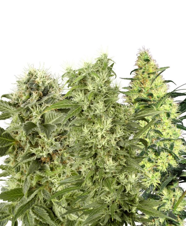Female Mix White Label Seed Company Nasiona marihuany