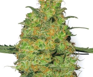 Master Kush  White Label Seed Company Nasiona marihuany 