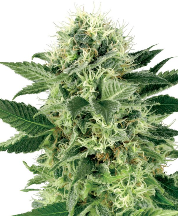 Northern Lights White Label Seed Company Nasiona marihuany