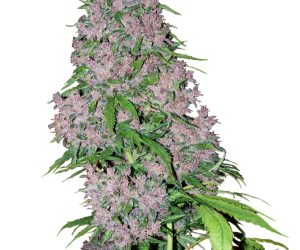 Purple Bud  White Label Seed Company Nasiona marihuany 