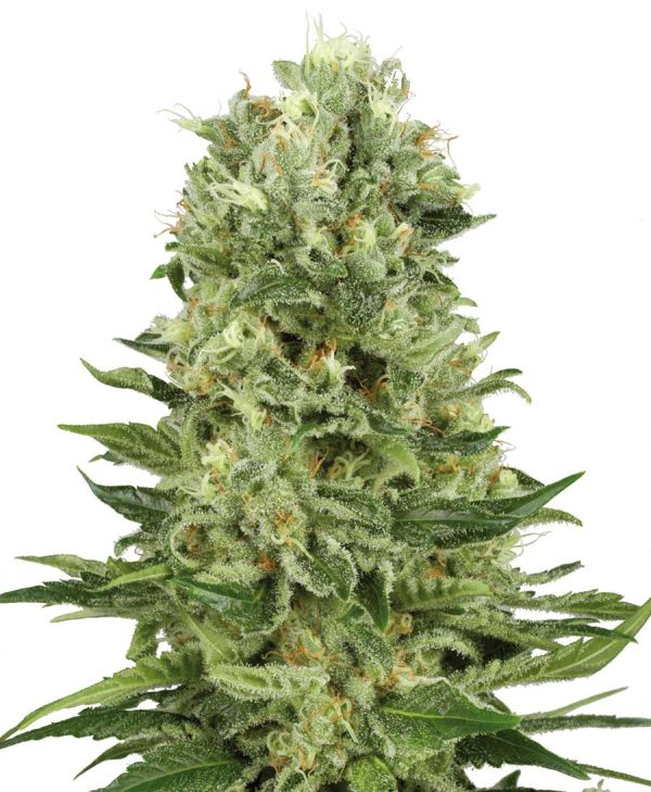 White Label Seed Company Skunk #1 Automatic