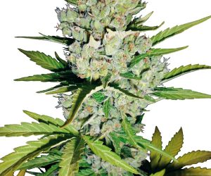Super Skunk Automatic  White Label Seed Company Nasiona marihuany 