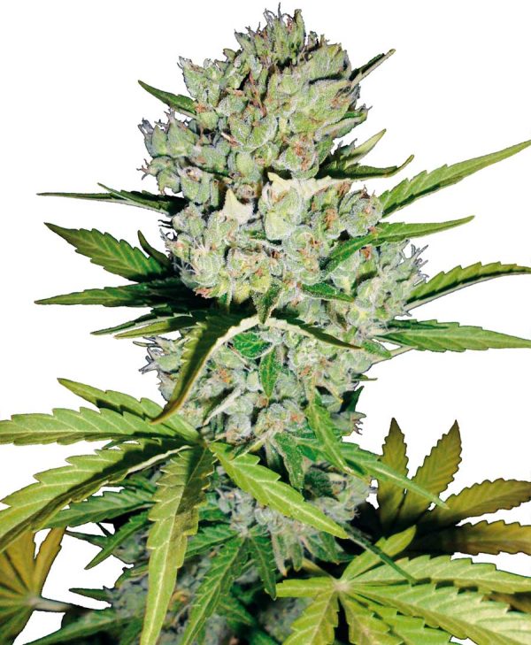Super Skunk Automatic White Label Seed Company Nasiona marihuany