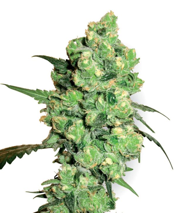 Super Skunk White Label Seed Company Nasiona marihuany
