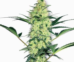 White Label Seed Company White Diesel
