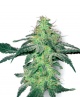 White Skunk White Label Seed Company