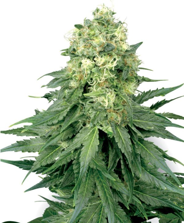 White Widow White Label Seed Company Nasiona marihuany