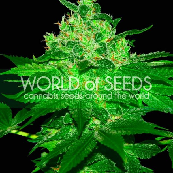 Afghan Kush World of Seeds