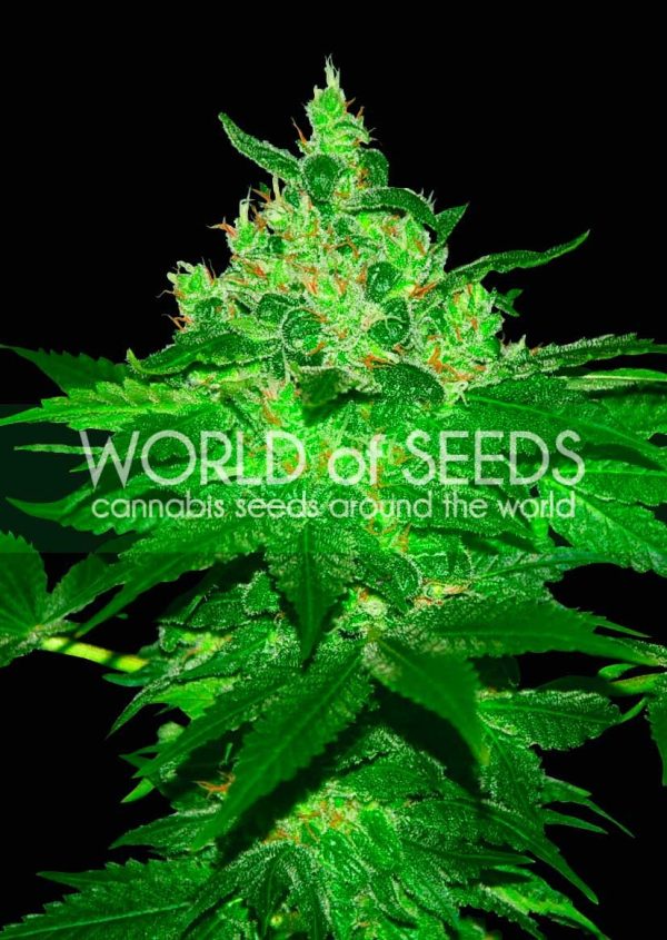 Afghan Kush World of Seeds