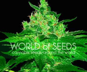 World of Seeds Afghan Kush