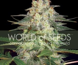 Afghan Kush Ryder  World of Seeds Nasiona marihuany 