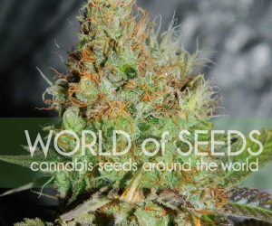 World of Seeds Afghan Kush Special